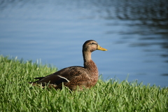 Anas platyrhynchos × fulvigula