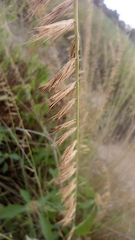 Bouteloua curtipendula