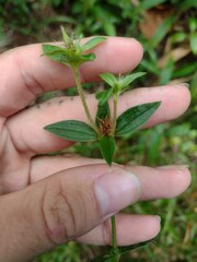 Pterolepis glomerata