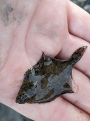 Platichthys stellatus