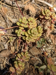 Sedum divergens