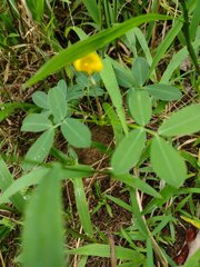 Arachis pintoi