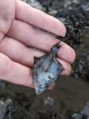 Platichthys stellatus
