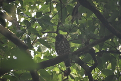 Ninox scutulata