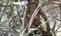 Tillandsia intermedia