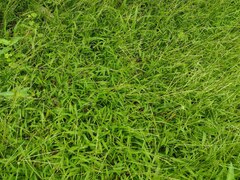 Digitaria radicosa