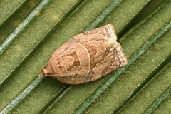 Adoxophyes privatana