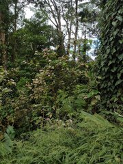 Clerodendrum chinense