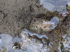 Platichthys stellatus