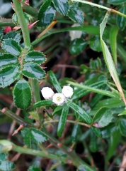 Anaphalis morrisonicola