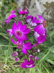 Pericallis × hybrida