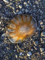 Chrysaora melanaster