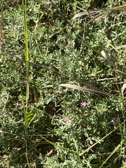 Frankenia salina
