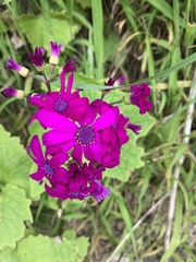Pericallis × hybrida