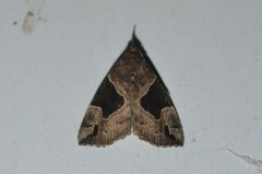Hypena manalis