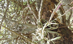 Tillandsia intermedia