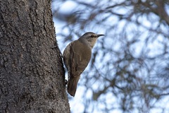 Climacteris picumnus