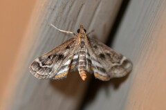 Parapoynx obscuralis