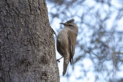 Climacteris picumnus