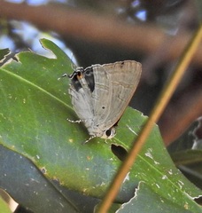 Hypolycaena phorbas