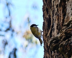 Melithreptus lunatus