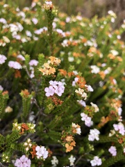 Euchaetis meridionalis