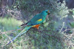 Psephotus varius