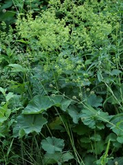Alchemilla mollis