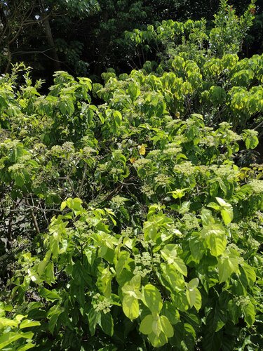 Premna serratifolia, 2022-09-29
