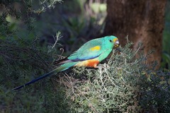 Psephotus varius