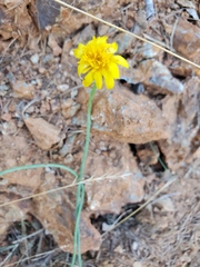 Eriophyllum lanatum