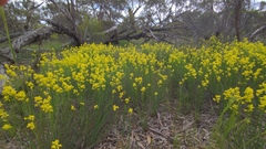 Glischrocaryon behrii