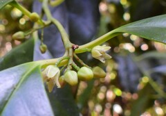 Apodytes brachystylis