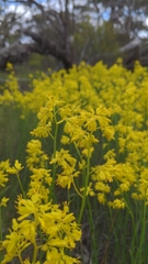 Glischrocaryon behrii