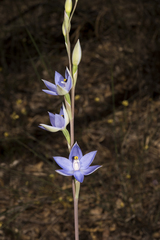 Thelymitra graminea