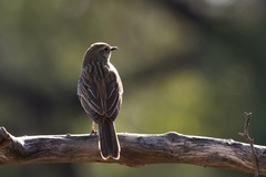 Cincloramphus mathewsi