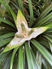 Freycinetia banksii