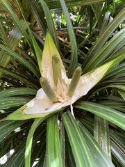 Freycinetia banksii