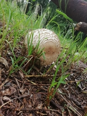 Chlorophyllum rhacodes