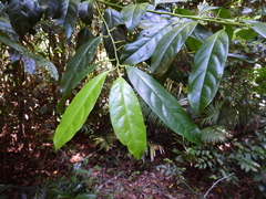 Apodytes brachystylis