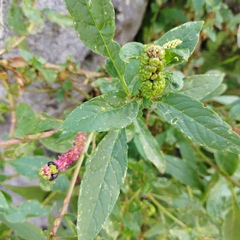 Phytolacca