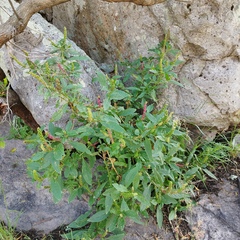 Phytolacca
