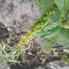 Phytolacca