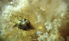 Colpodaspis thompsoni