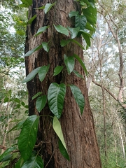 Parsonsia