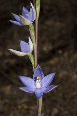 Thelymitra graminea