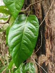 Parsonsia