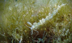 Limenandra rosanae