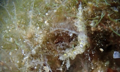 Limenandra rosanae