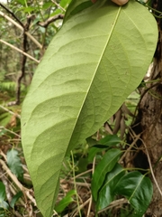 Parsonsia